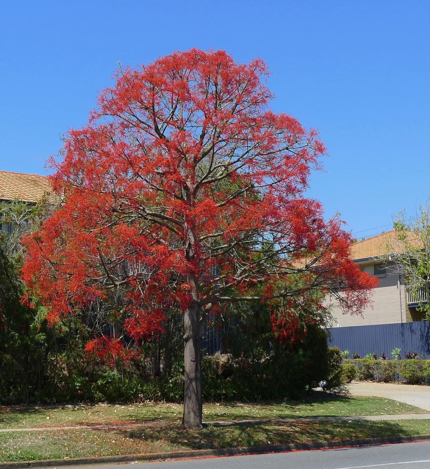 Australian Flame Tree (Brachychiton acerifolius) 1