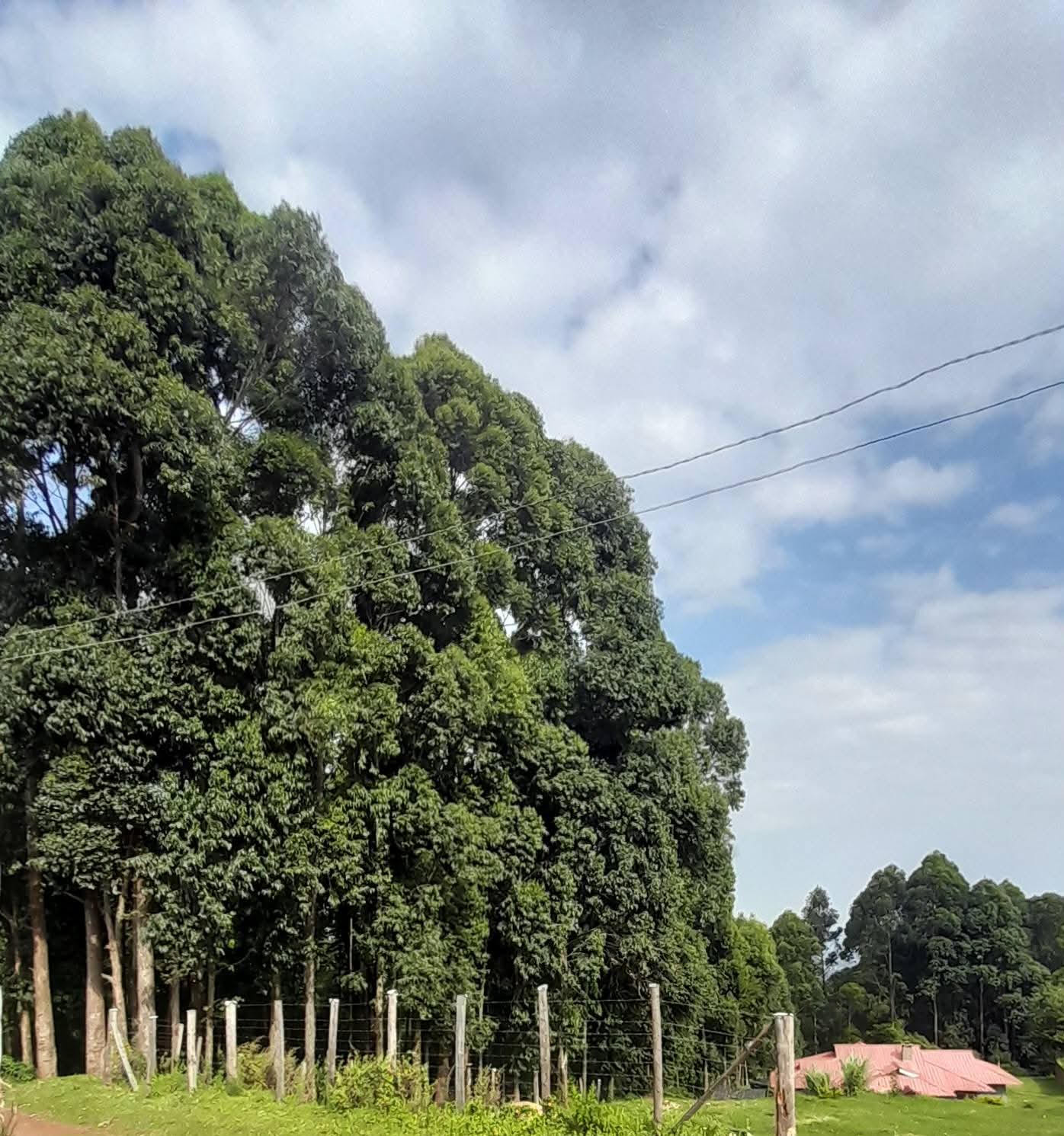 Blue Gum (Eucalyptus grandis) 1
