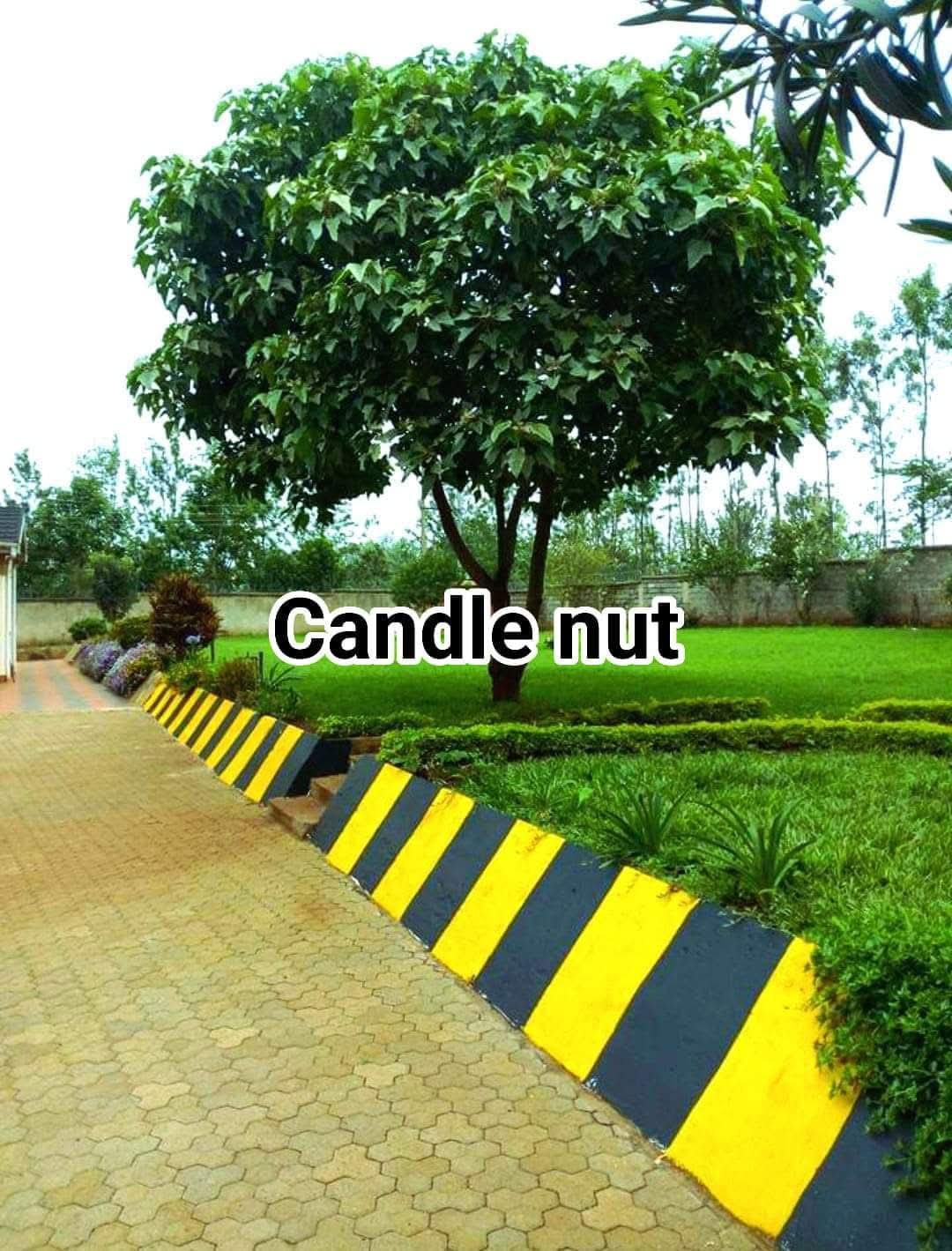 Candle Nut Tree (Aleurites moluccanus) 1