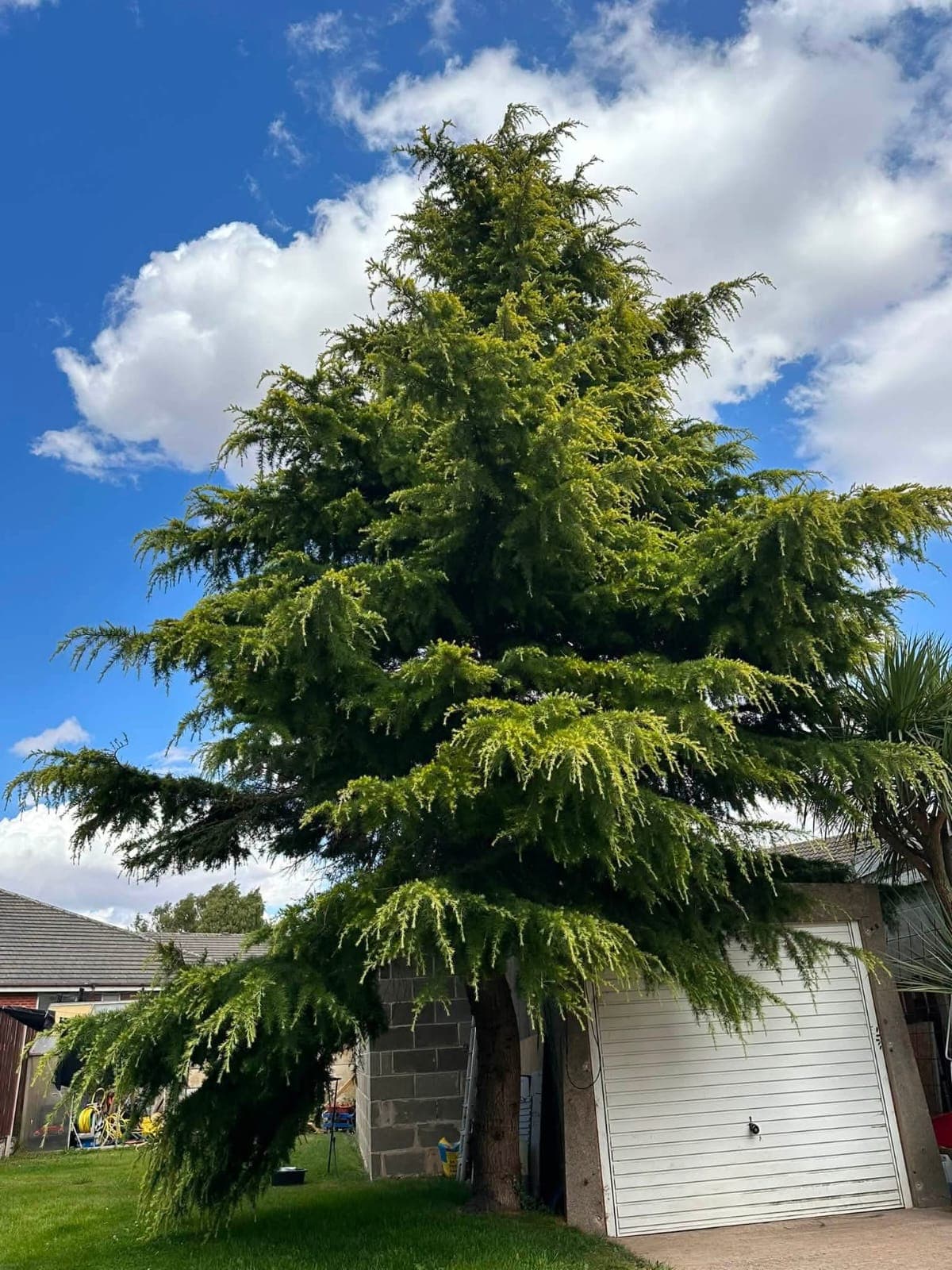 Cedar Cypress 1