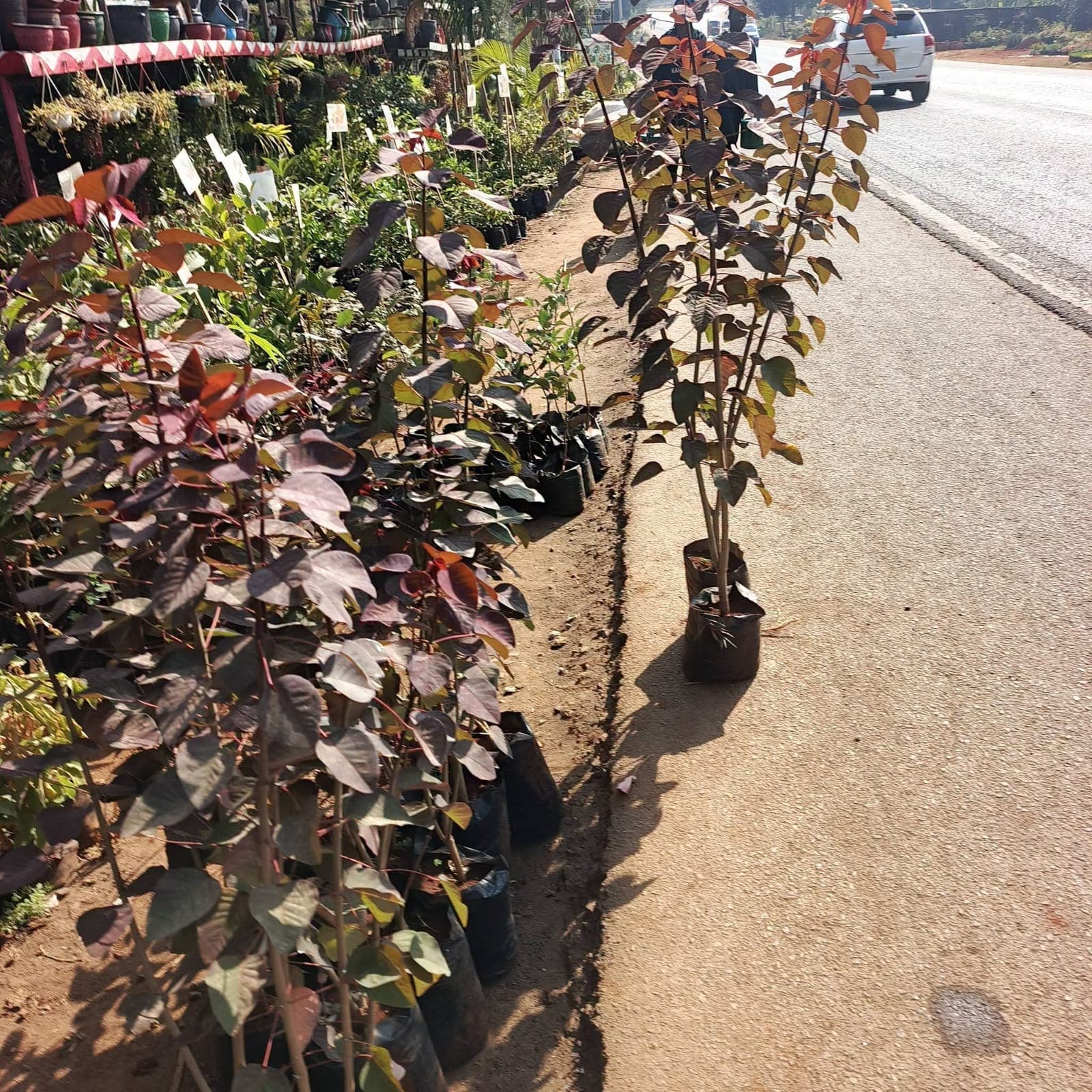 Copper Plant (Acalypha wilkesiana) 1