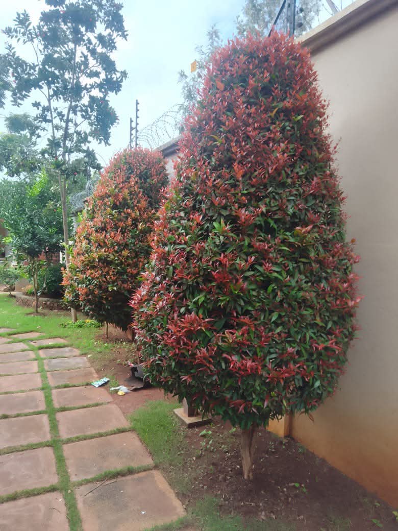 Eugenia Tree (Syzygium / Brush Cherry) 1