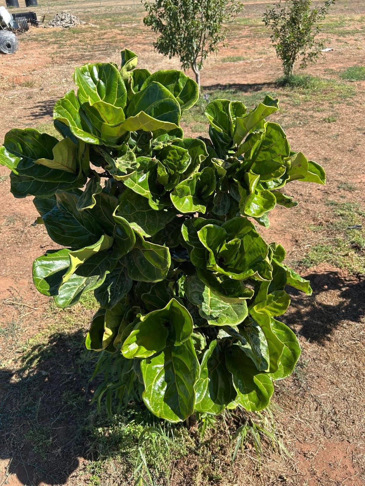 Fiddle Leaf Fig Tree (Ficus lyrata) 1