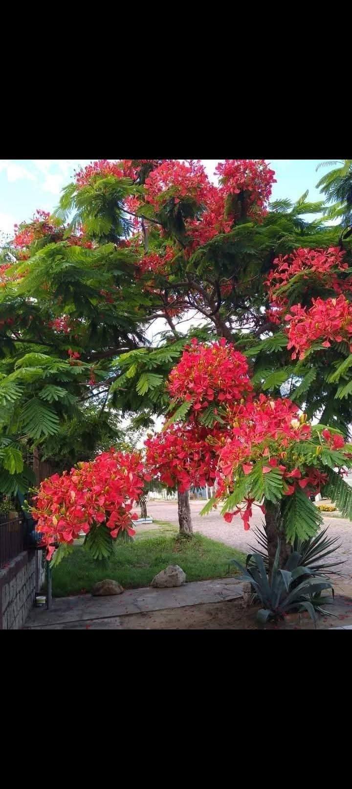 Flamboyant Tree (Delonix regia) 1