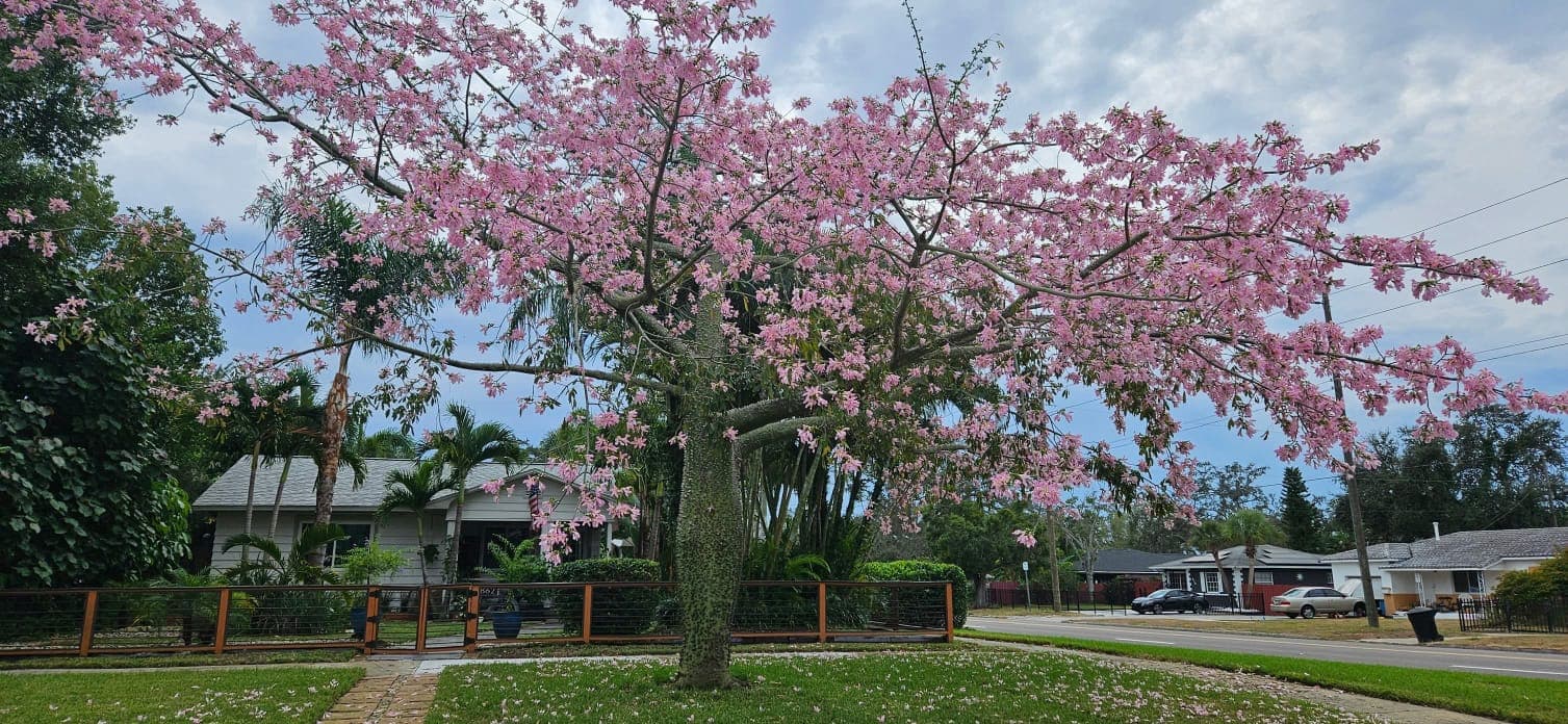 Floss Silk Tree (Ceiba speciosa) 1