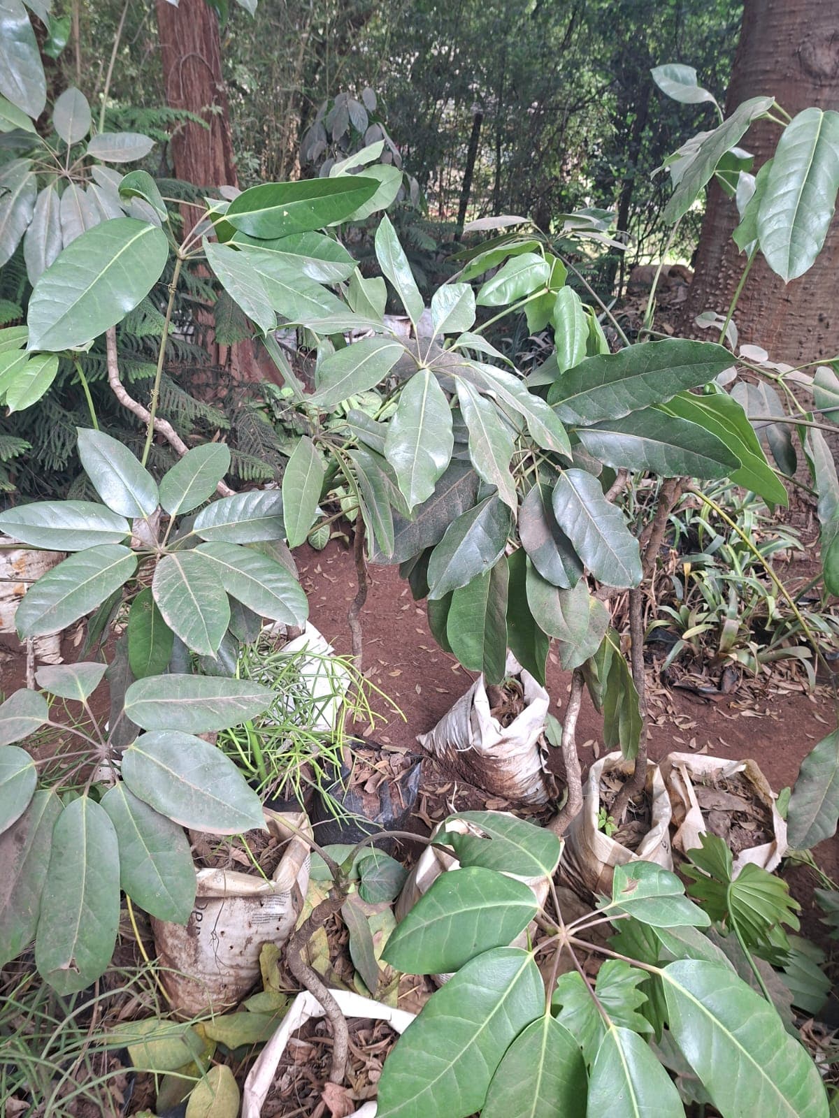 Green Schefflera (Umbrella Tree) 1