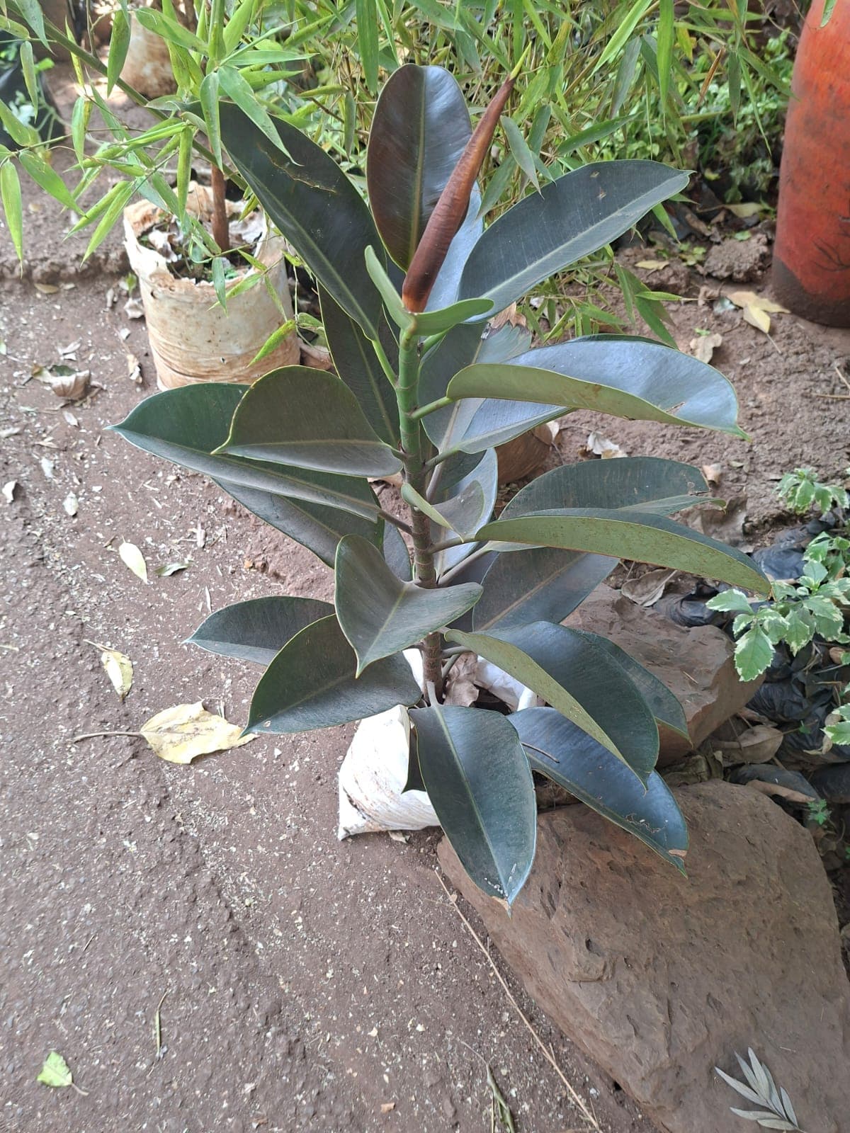Green Rubber Tree (Ficus elastica) 1