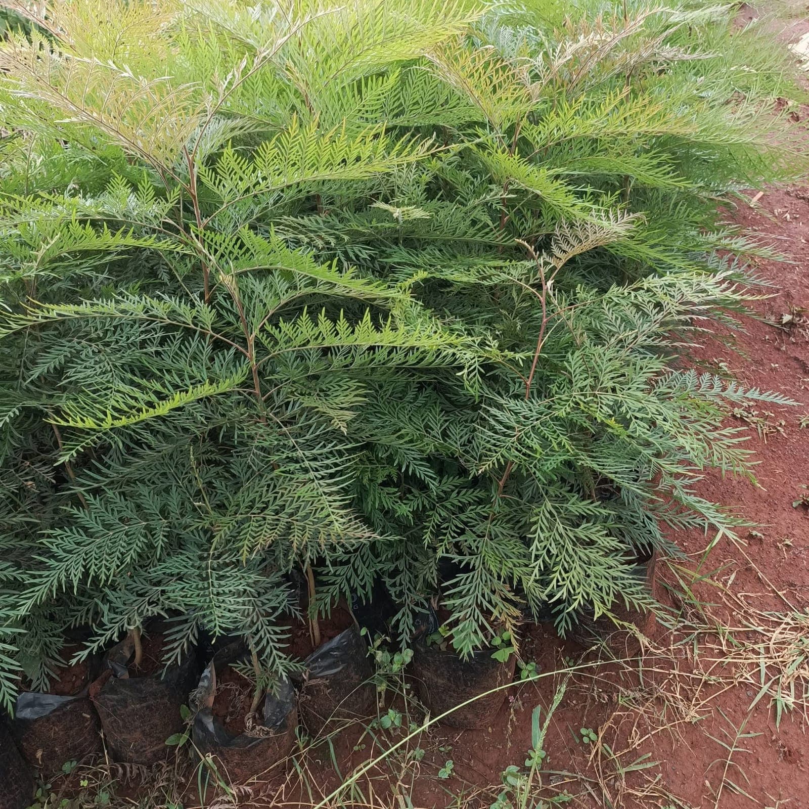 Grevillea (Silky Oak / Spider Flower Tree) 1
