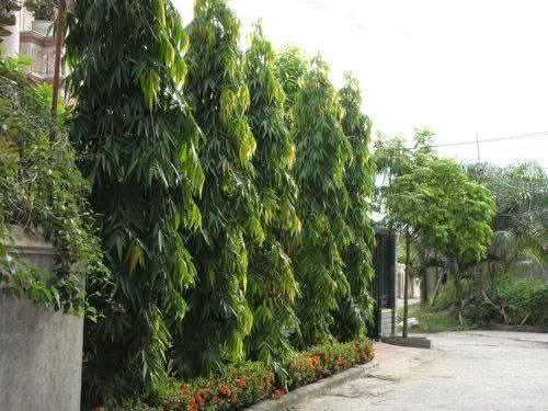 Indian Ashoka Tree (Saraca asoca / Polyalthia longifolia) 1