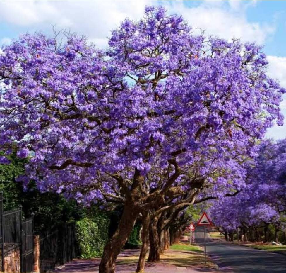 Jacaranda (Jacaranda mimosifolia) 1
