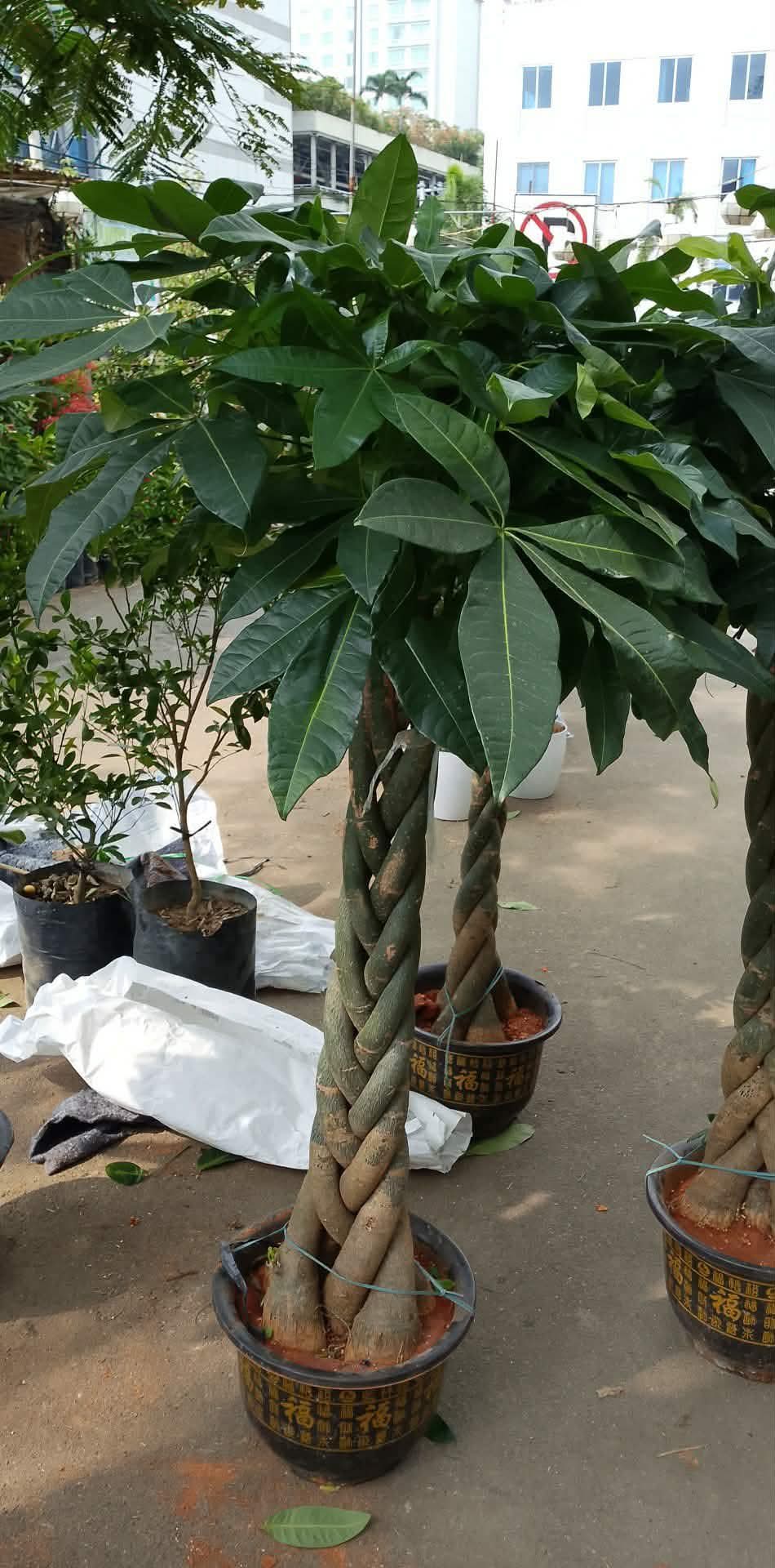 Money Tree (Pachira aquatica) 1
