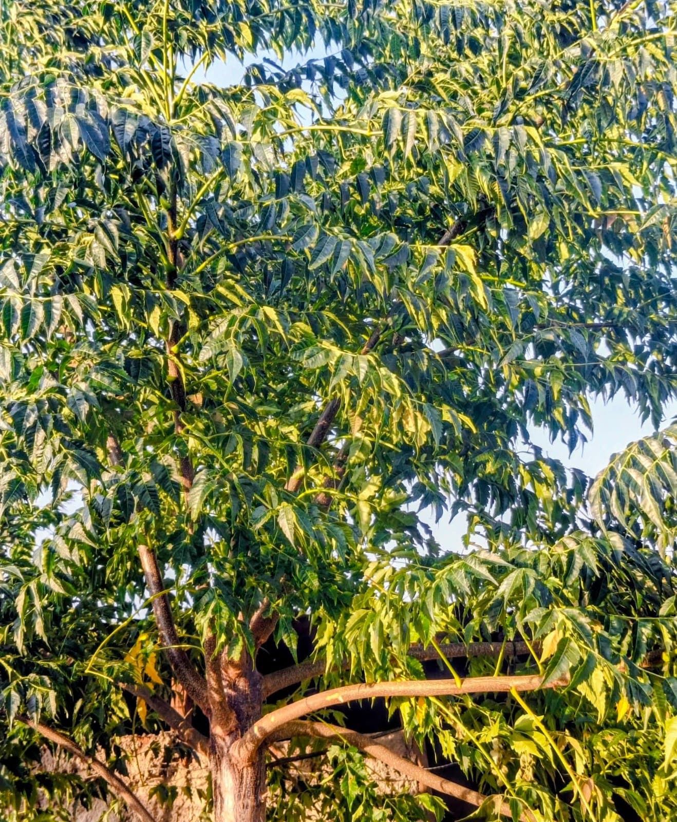 Neem Tree (Azadirachta indica) 1