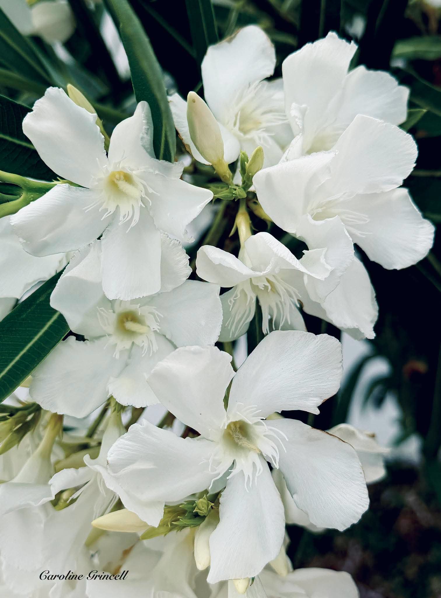 Nerium Oleander (White) 1