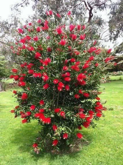 Red Bottle Brush (Callistemon citrinus) 1