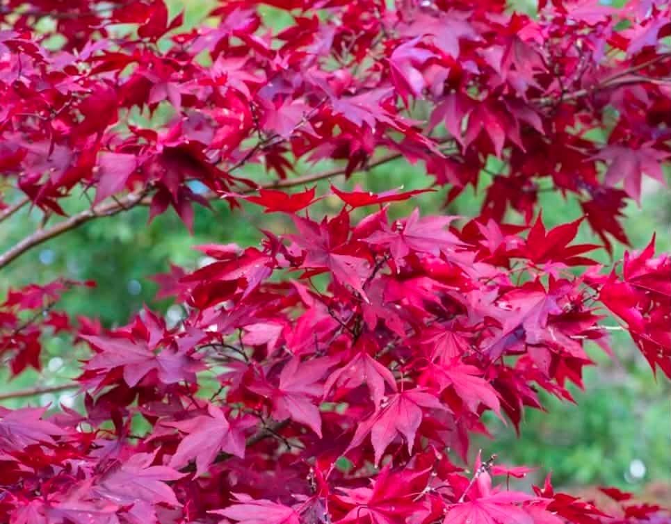 Red Maple Tree (Acer rubrum / Liquidambar) 1