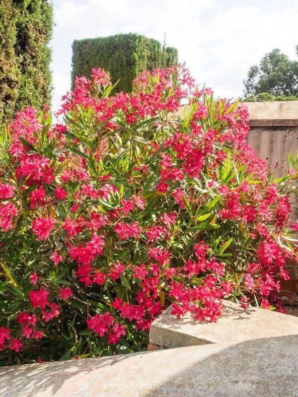 Nerium Oleander (Red) 1