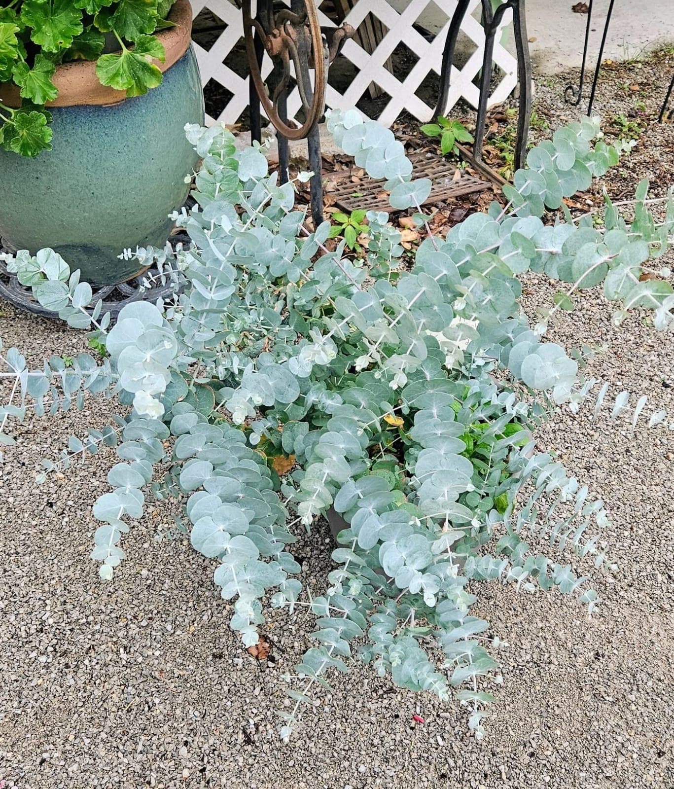 Silver Dollar Eucalyptus (Eucalyptus cinerea) 1