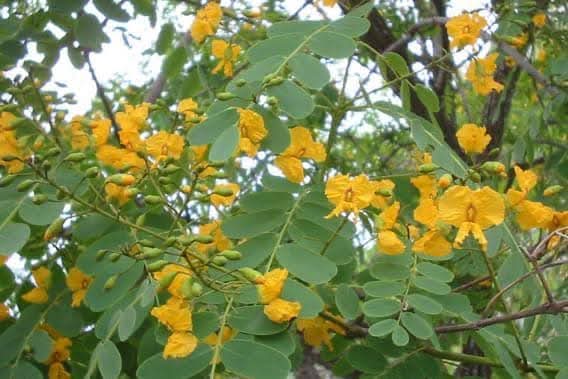 Tipuana Tipu (Pride of Bolivia / Rosewood) 1