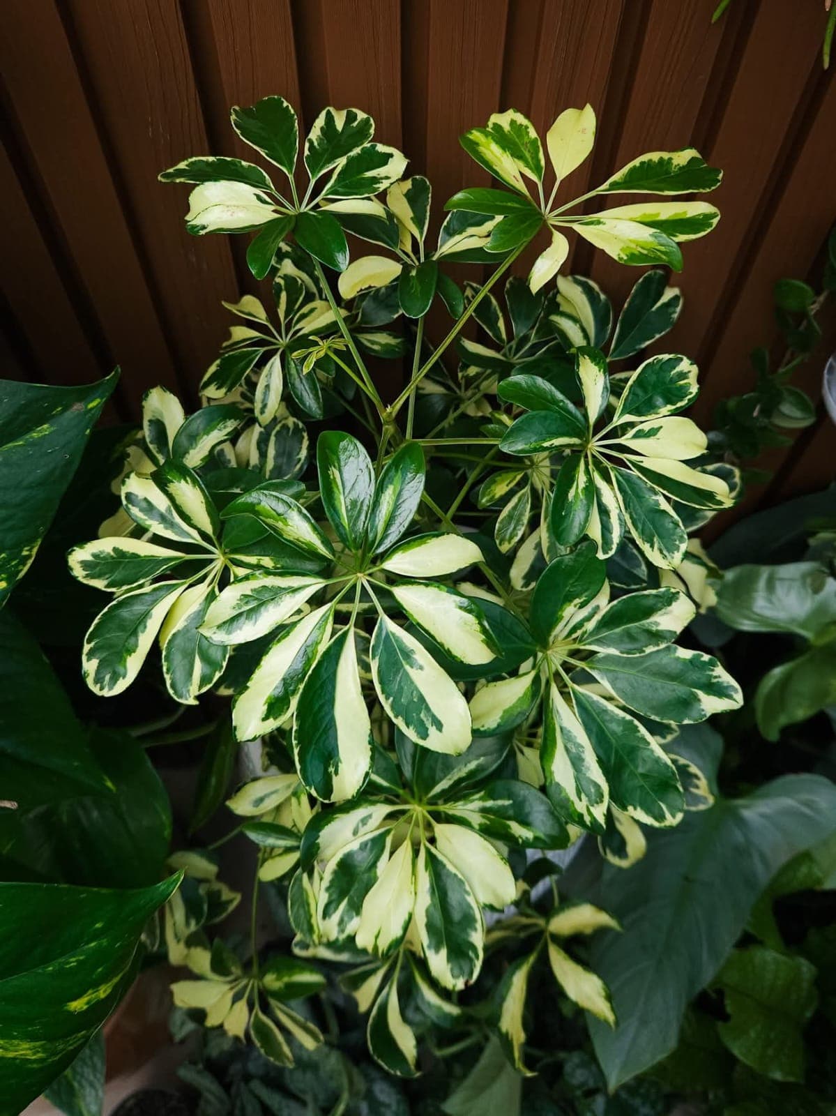 Variegated Schefflera (Umbrella Tree) 1