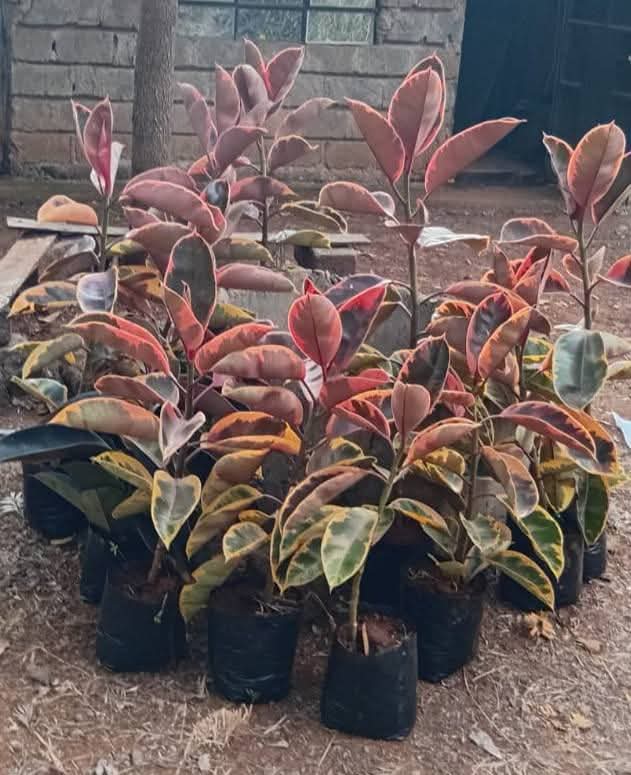 Variegated Rubber Tree (Pink / Ruby) 1