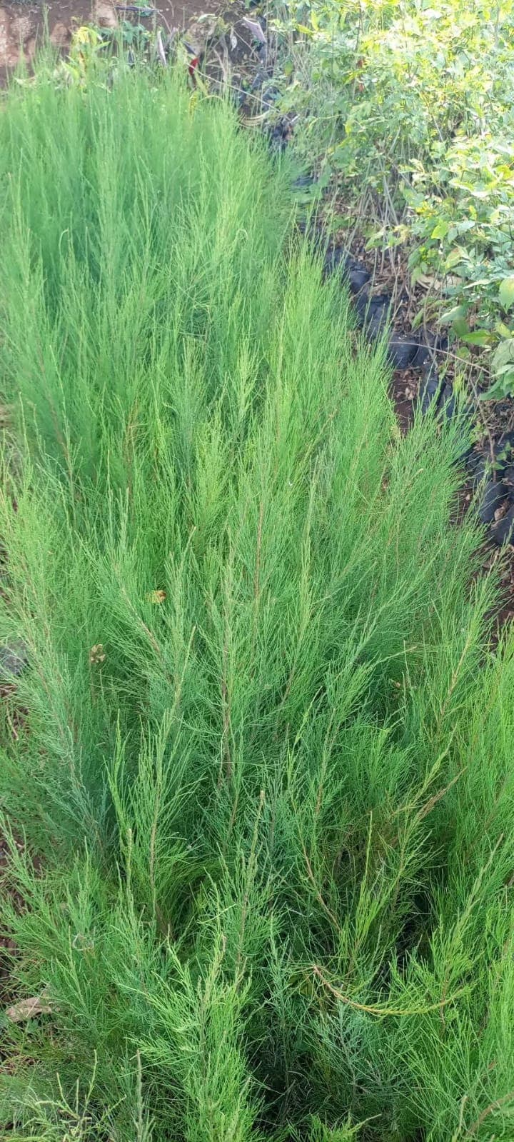 Whistling Pine (Casuarina equisetifolia) 1