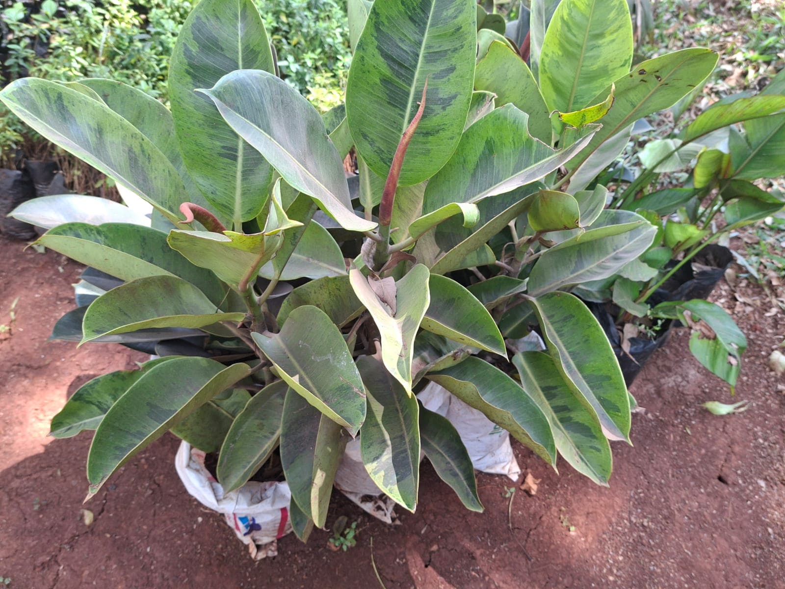 White Variegated Rubber Tree (Ficus elastica ‘Tineke’) 1