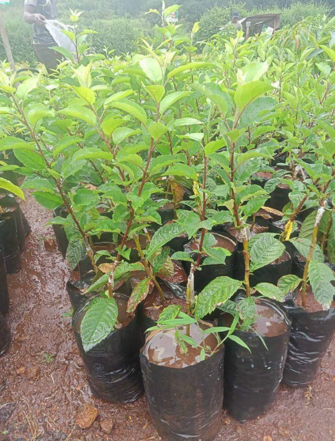 Apple Grafted to Loquat 1