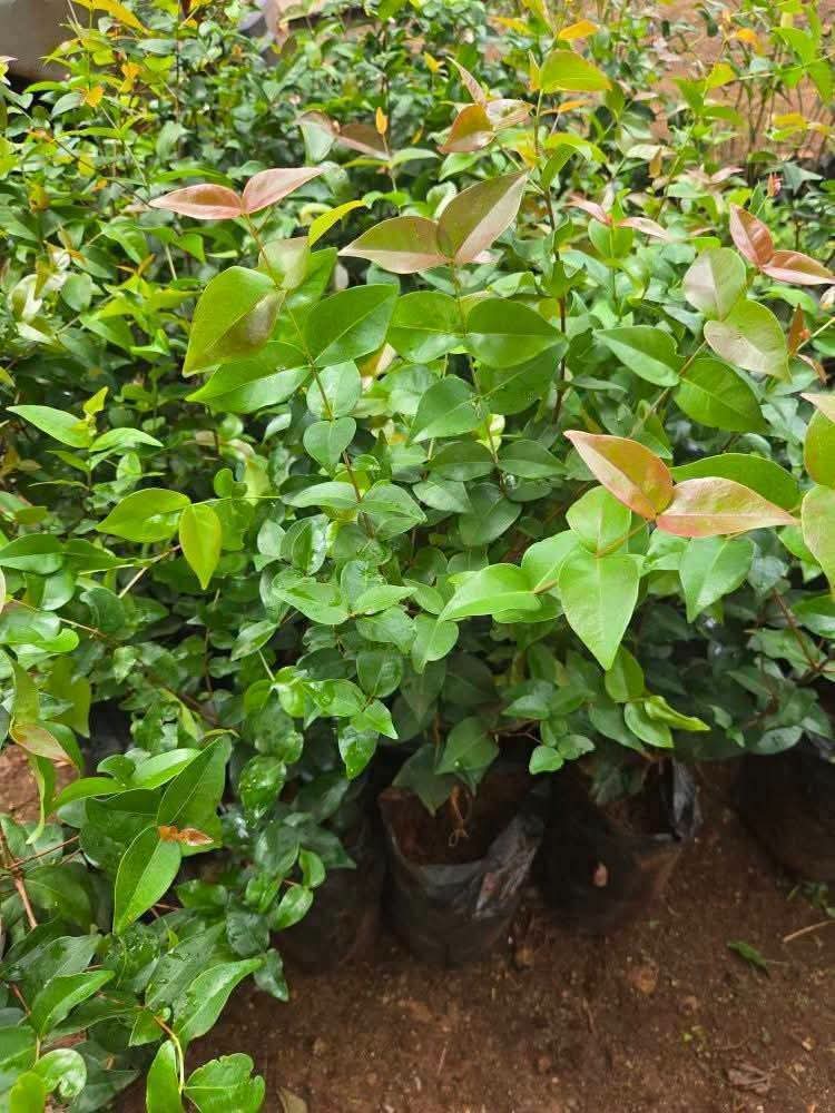 Brazilian Cherry 1