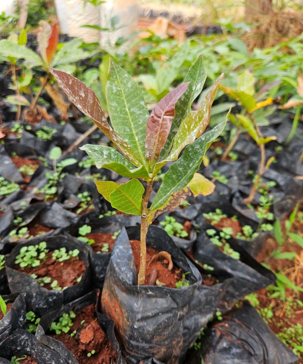 Cashew Nut Seedlings 1