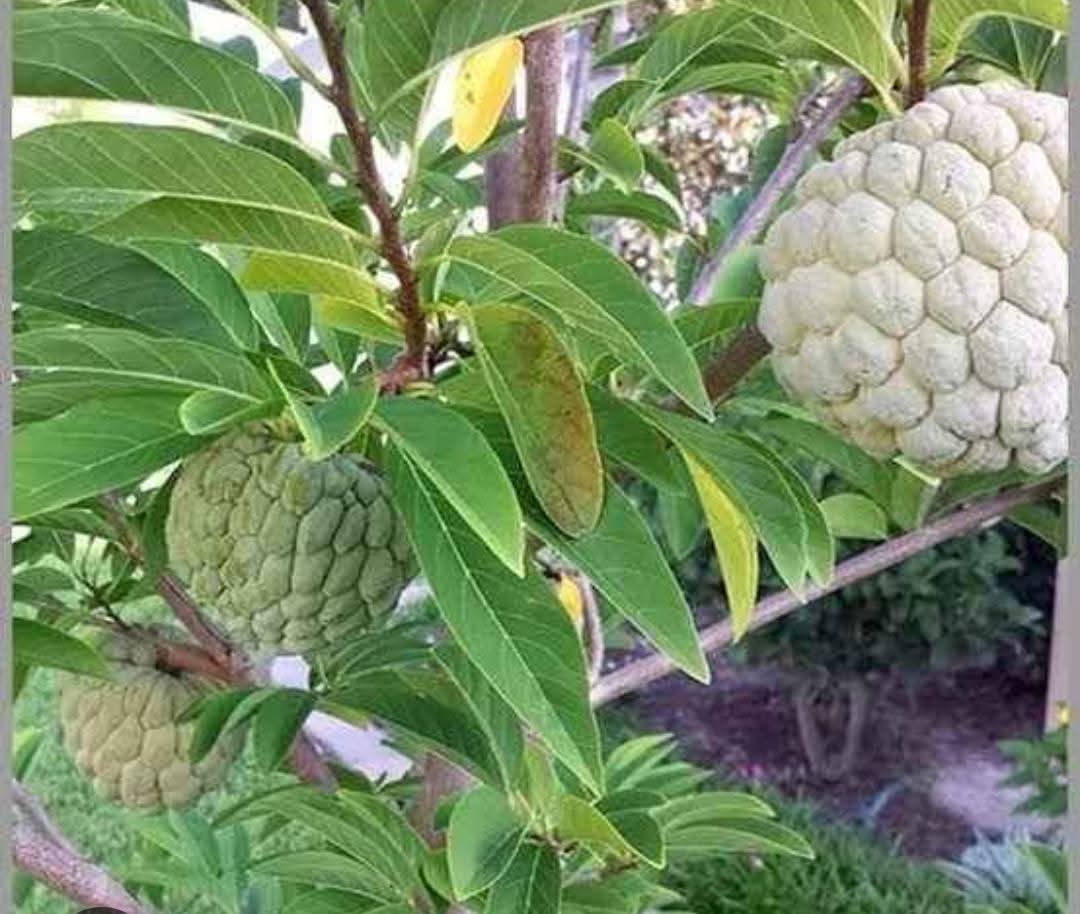 Custard Apple Seedlings 1