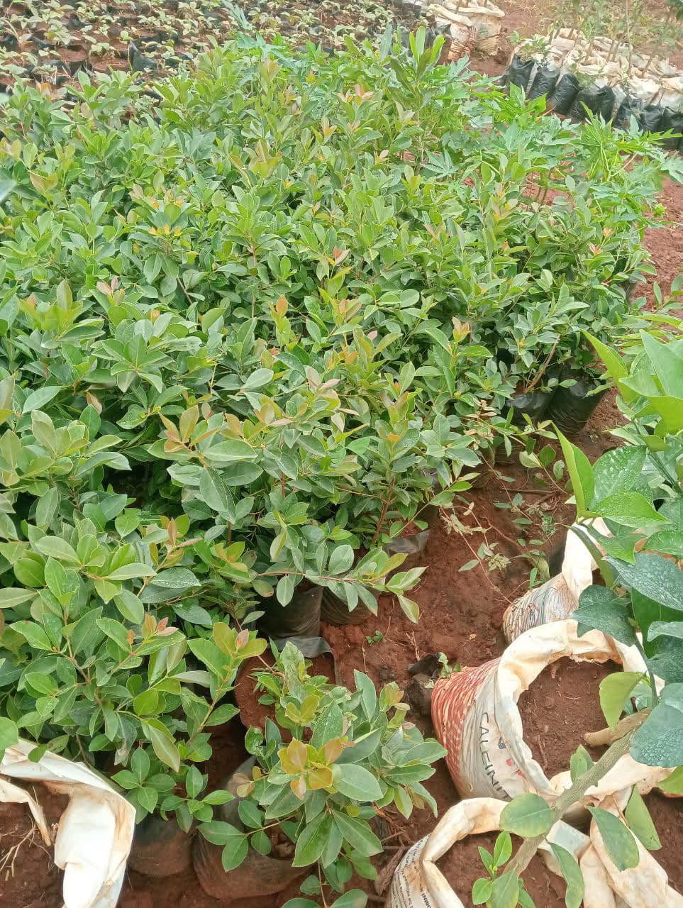 Cherry Guava 1