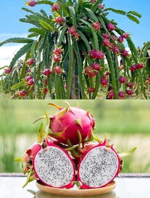Dragon Fruit Seedlings 1