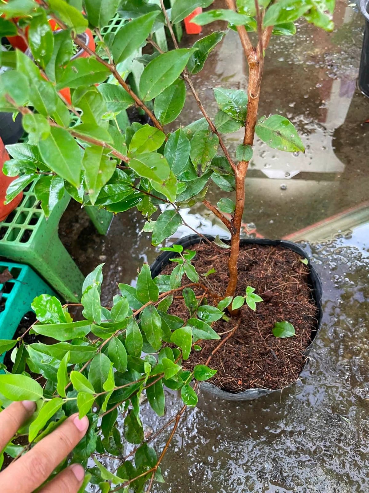 Jaboticaba Seedlings 1