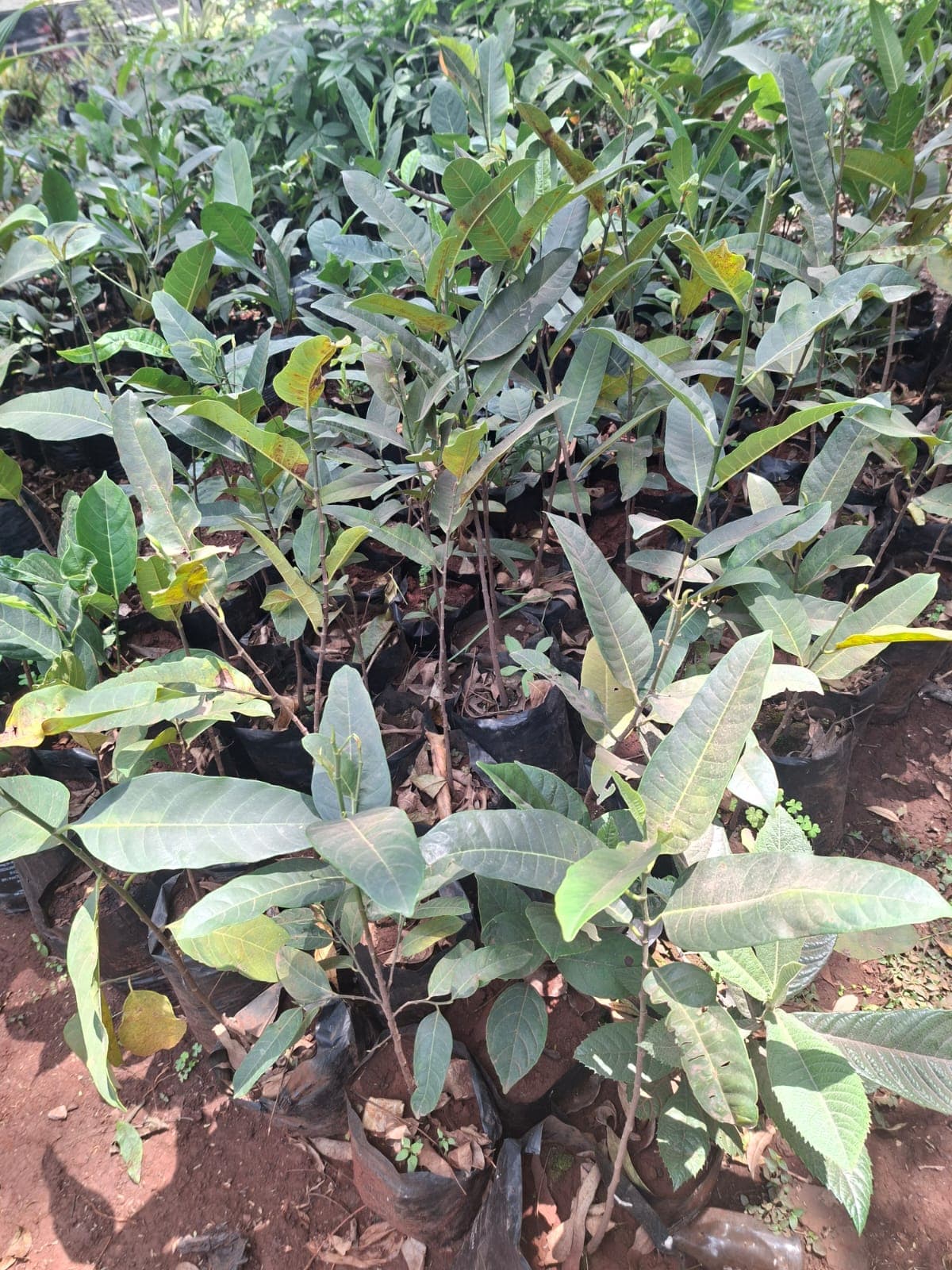 Jackfruit Seedlings 1