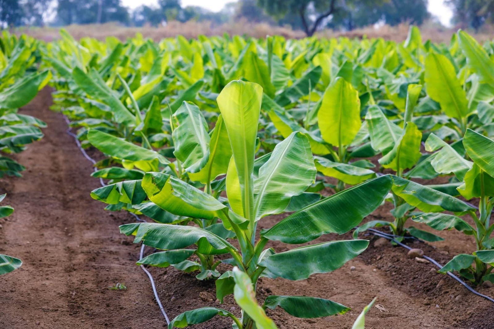Kisii Matoke 1