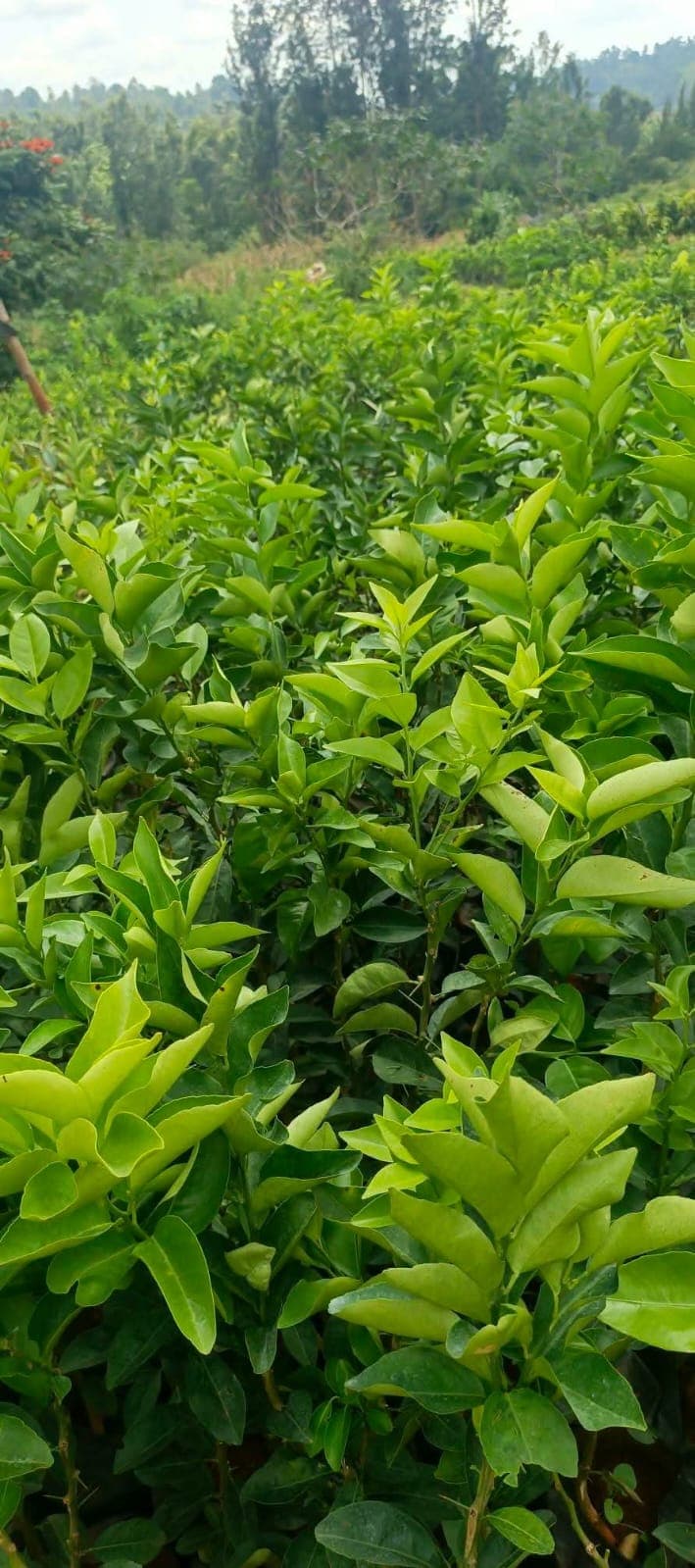 Lemon Seedlings 1