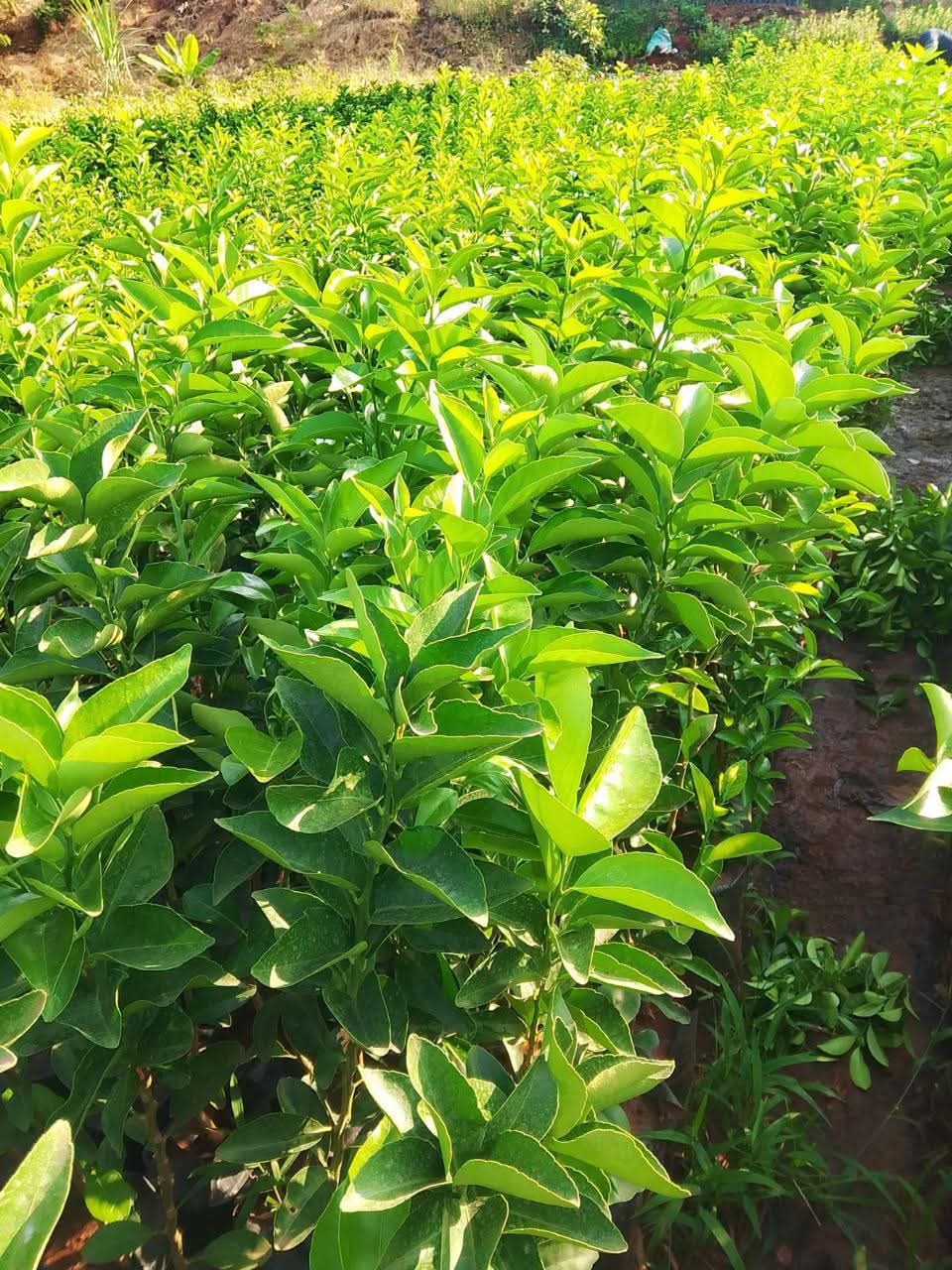 Lime Seedlings 1