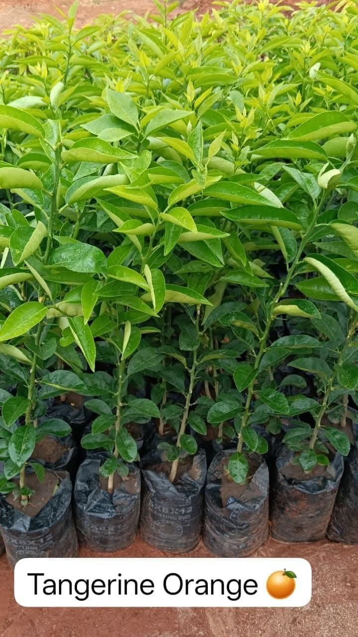 Meyer Lemon 1