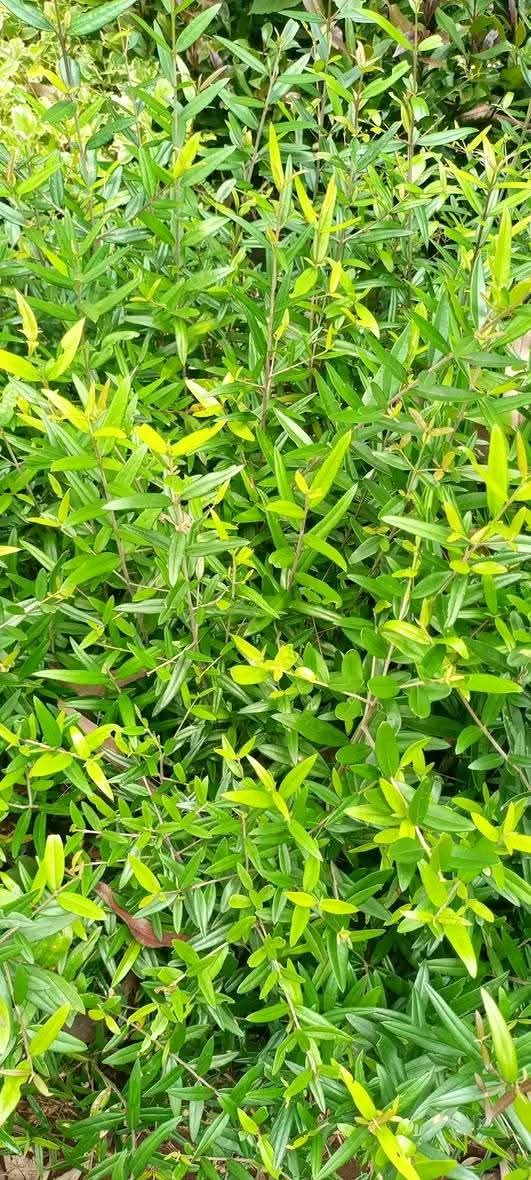 Olive Seedlings 1