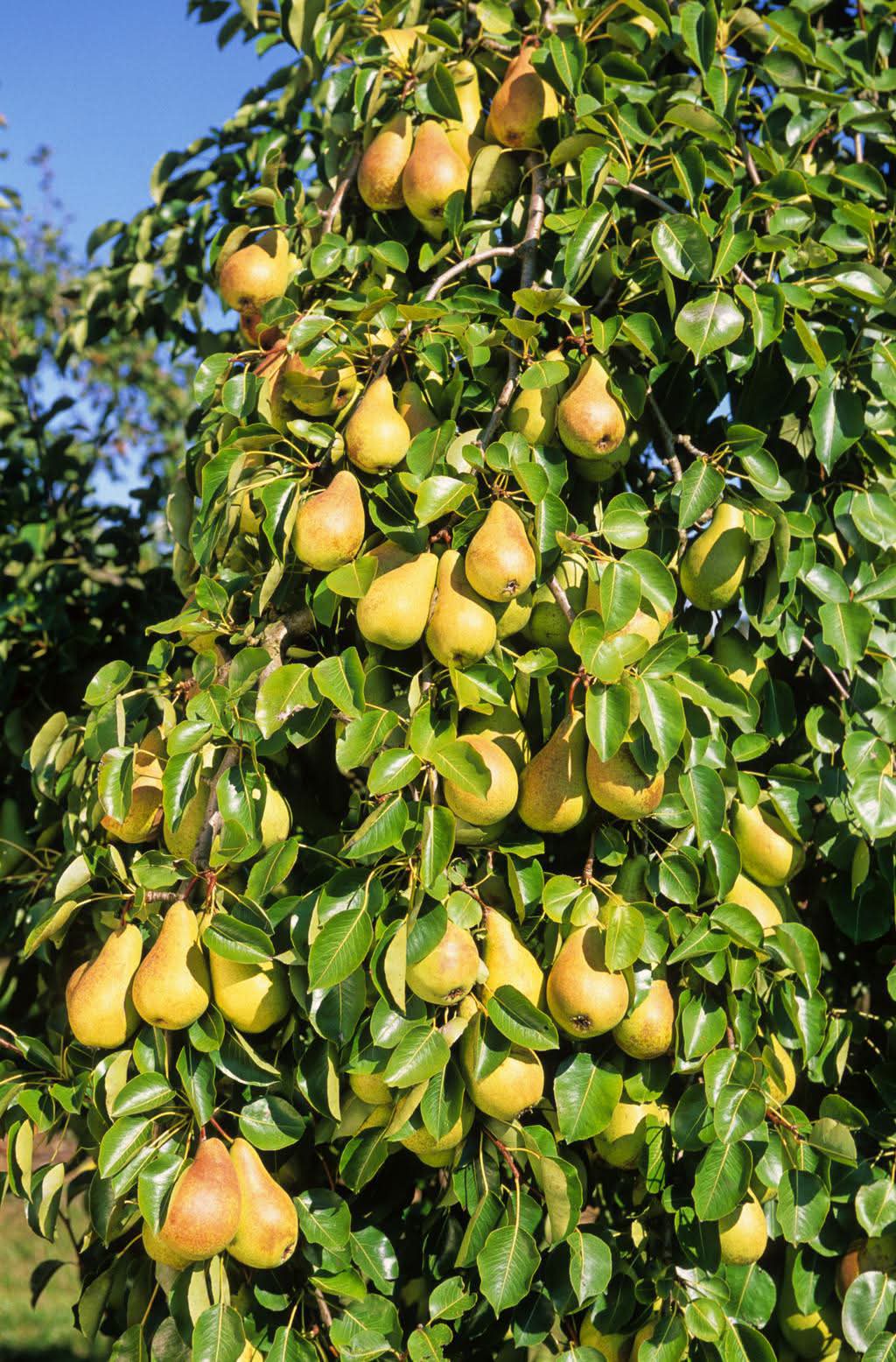 Pear Seedlings 1