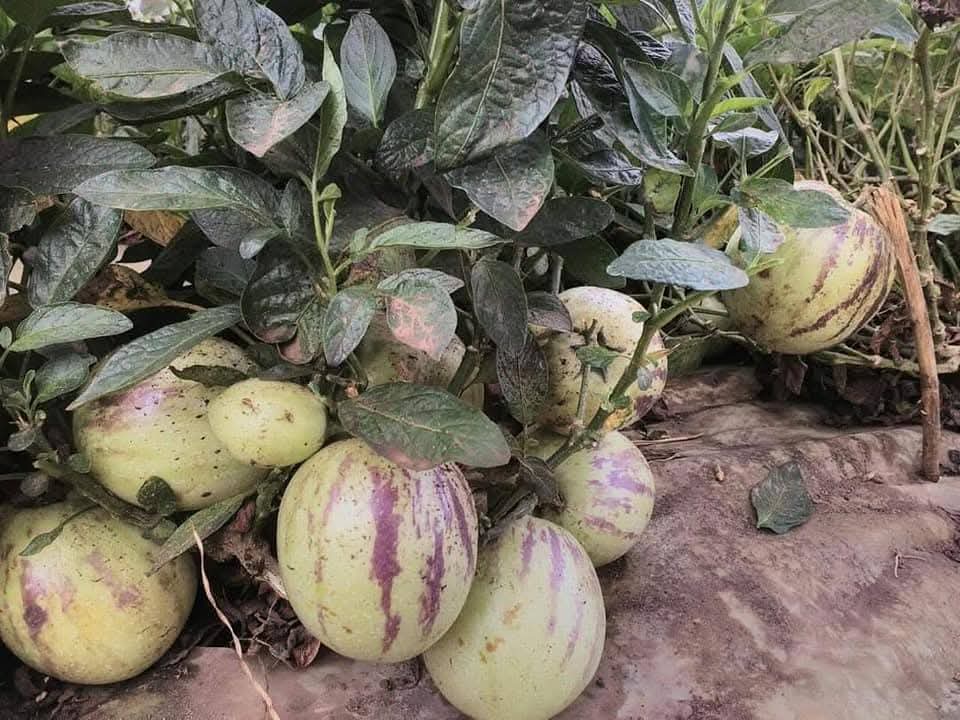 Pepino Melon 1