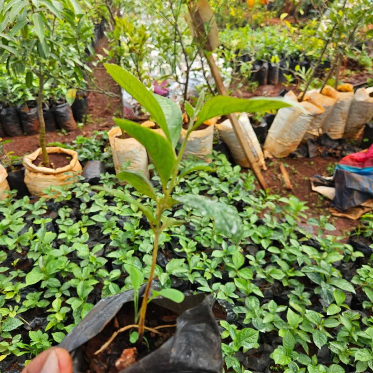 Persimmon Seedlings 1