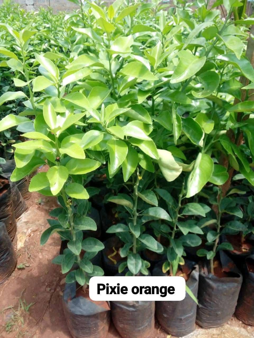 Pixie Orange 1