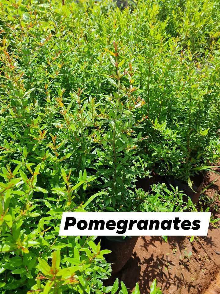 Pomegranate Seedlings 1