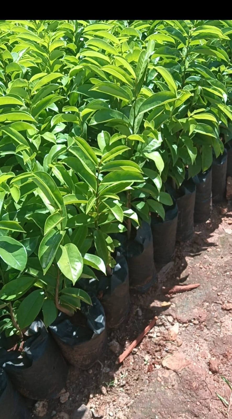 Soursop Seedlings 1