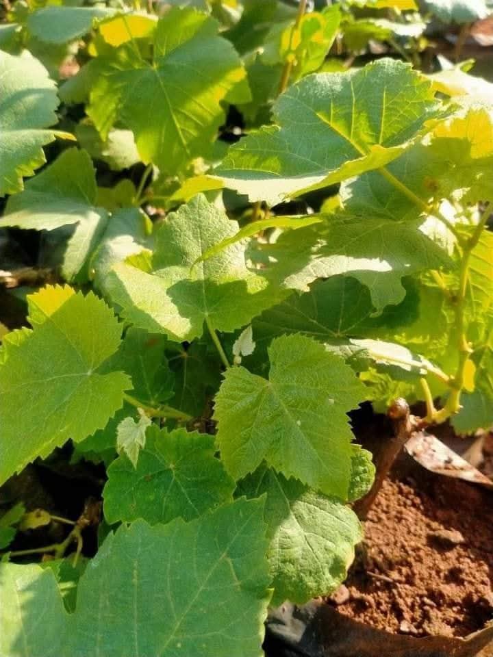 Table Grapes 1