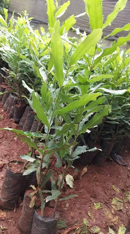 Ungrafted Macadamia 1