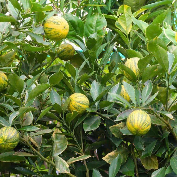 Variegated Lemon 1