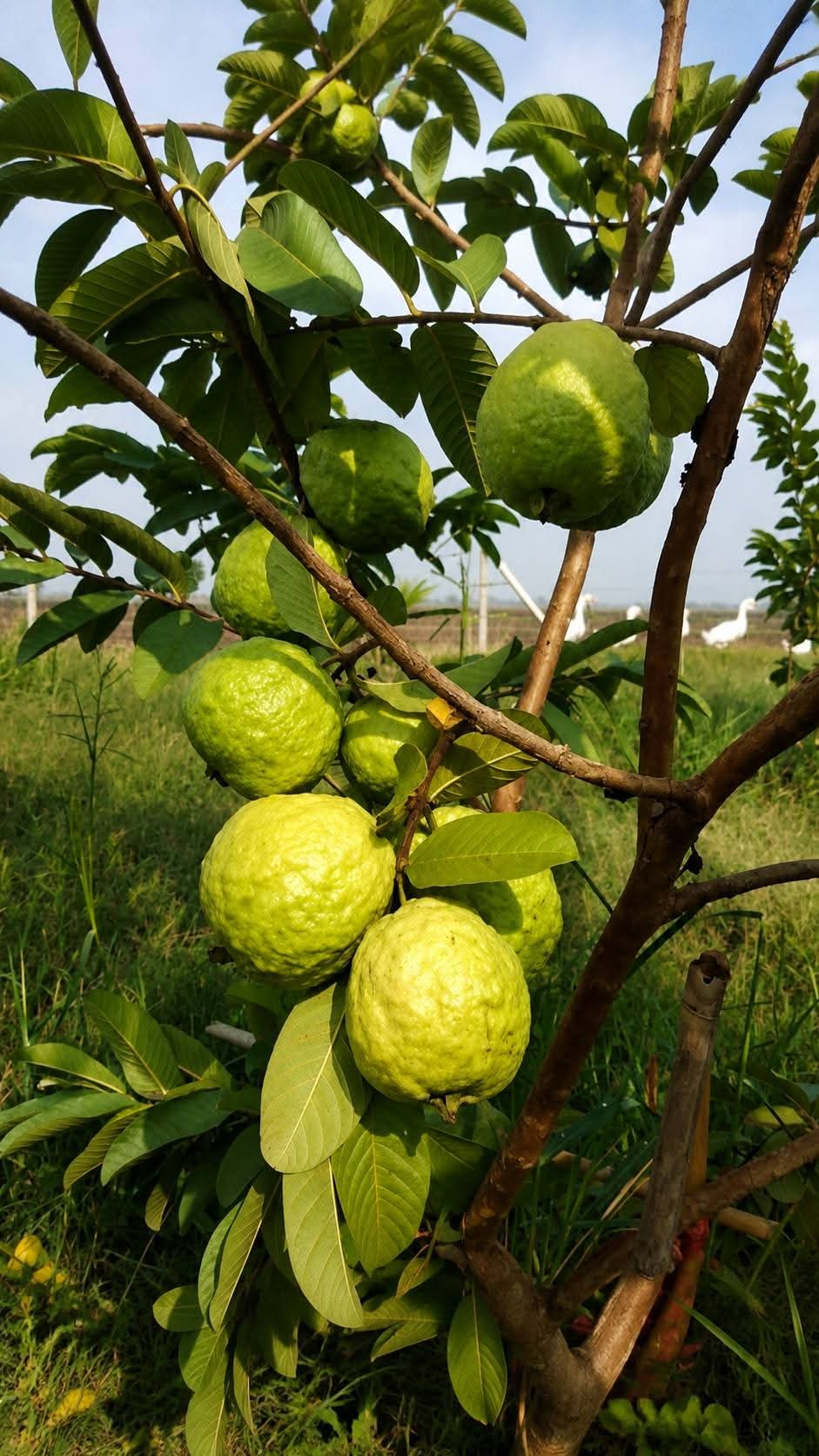 White Guava 1