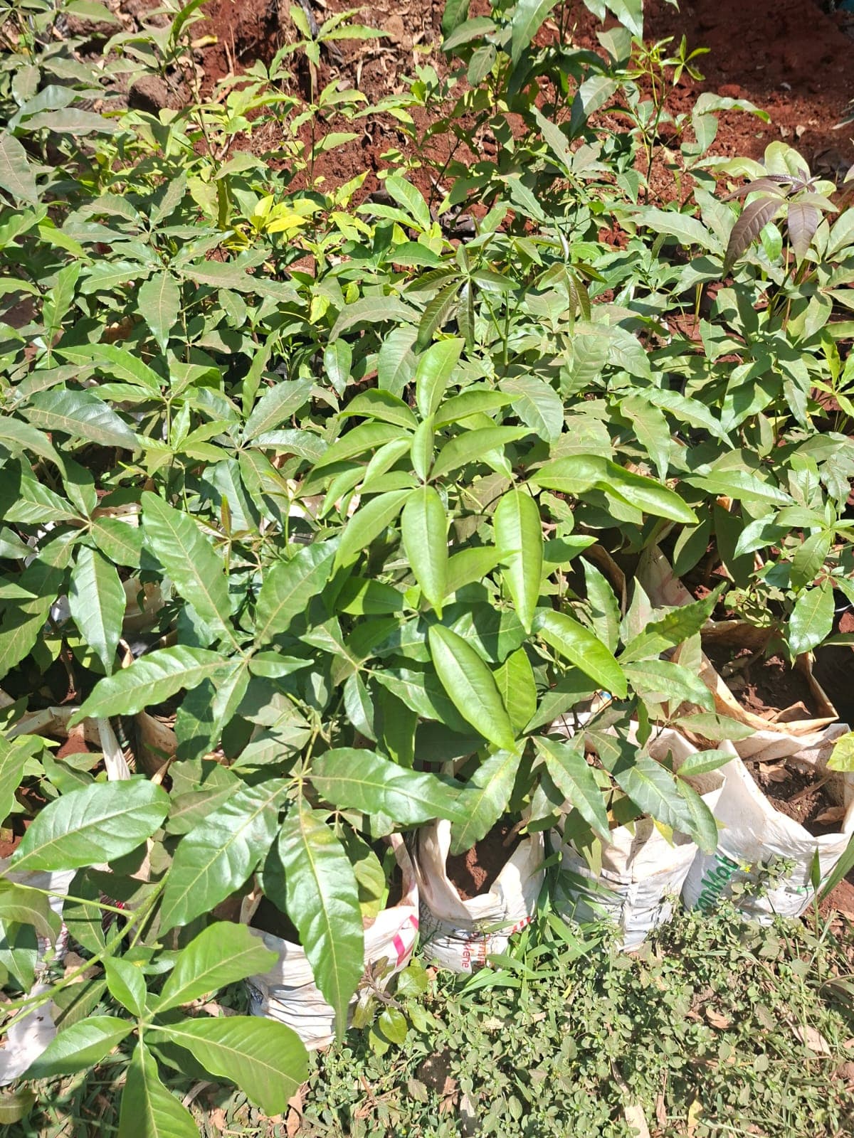 White Sapote 1
